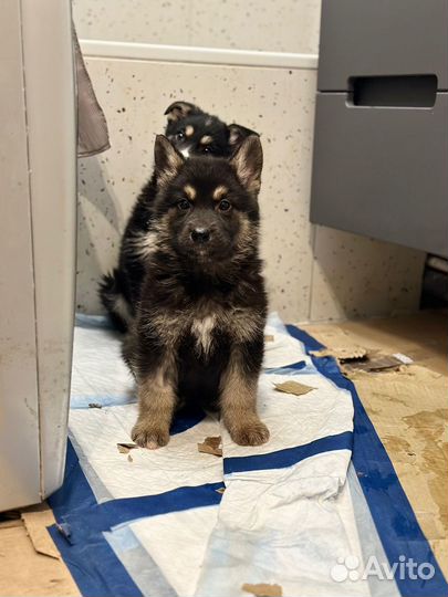 Красивые щенки метисы ищут дом (мальчик и девочка)