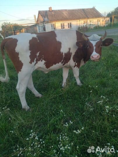 Корова голштинской породы, стельная