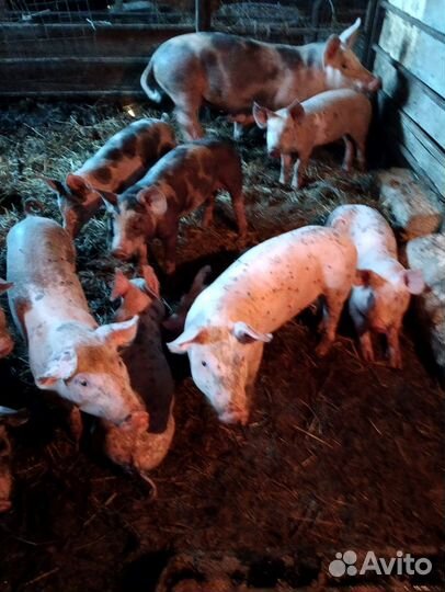 Поросята