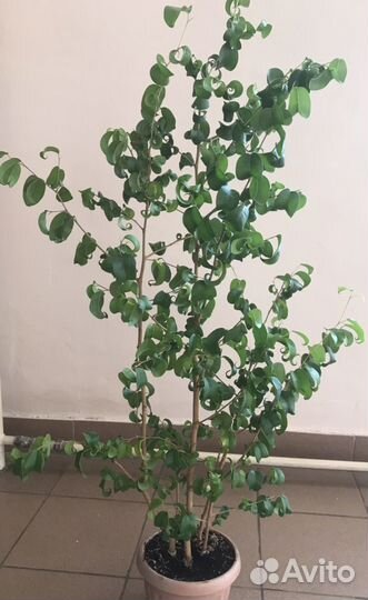 Фикус Бенджамина букле