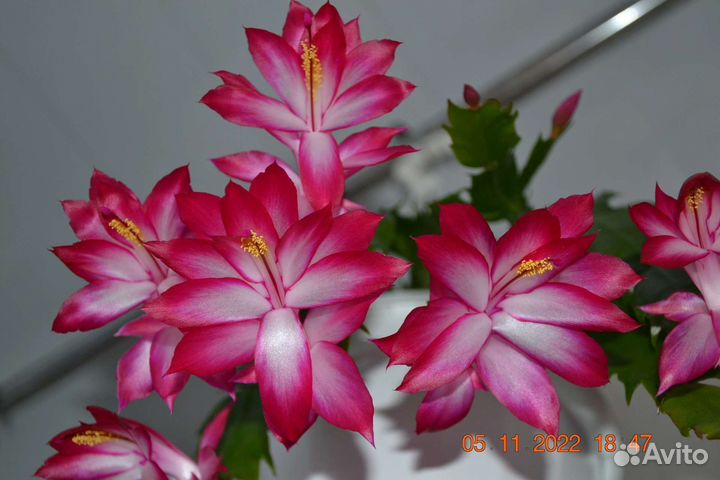 Сортовые декабристы