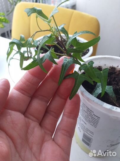 Плющ звездочка