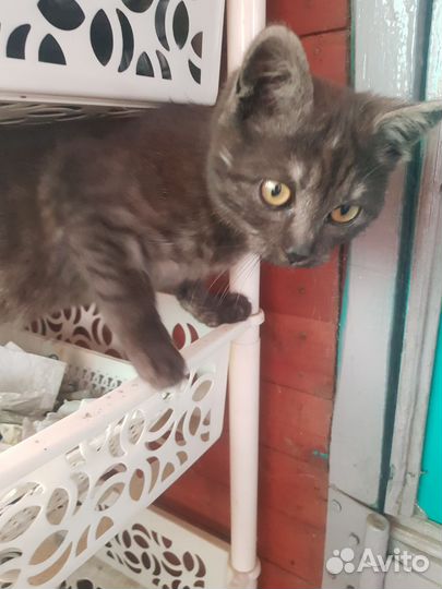 Котенок- Умка