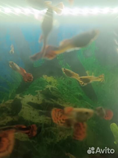 Аквариумные рыбки гуппи