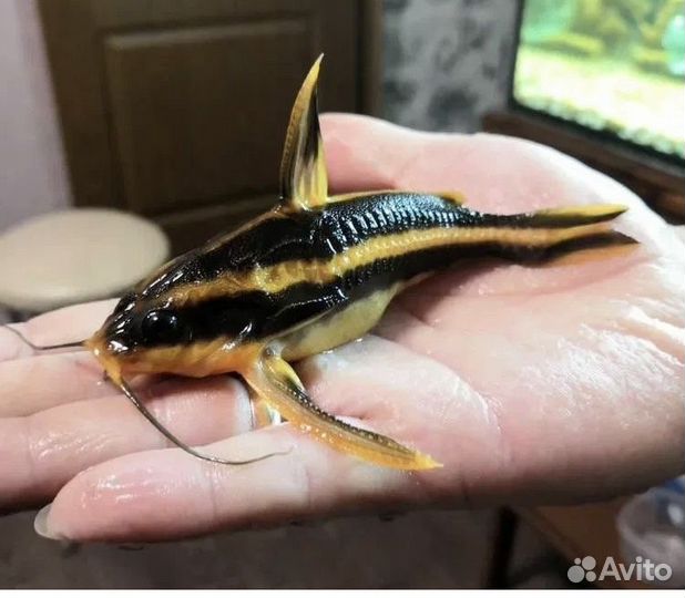 Аквариумные Рыбки