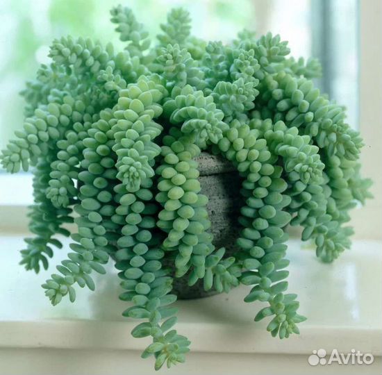 Суккуленты