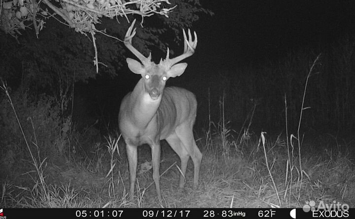 Фотоловушка Филин