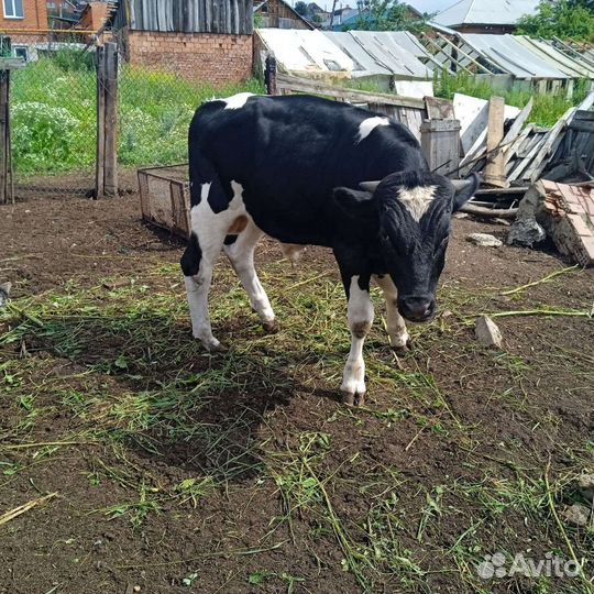 Продам быка