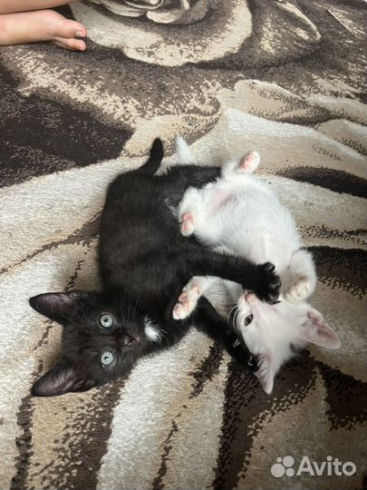 Котята полупородистые