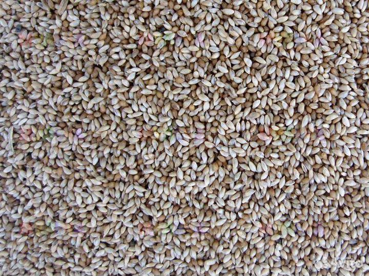 Семена тимофеевки луговой