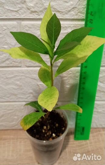 Гибискус El Capitolio Blood Mary, брунфельсия