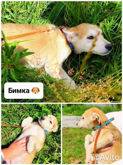Собака в добрые руки щенок