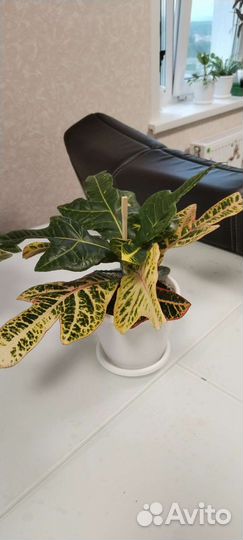 Кротон (кодиеум) экселент