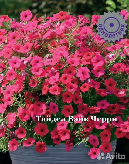 Петуния ампельная