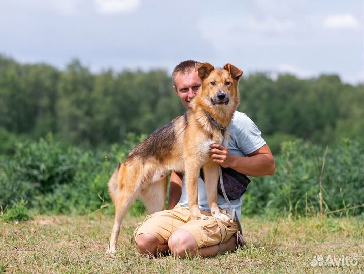 Собака Тайгер в добрые руки