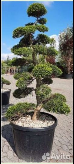 Бонсай подуб илекс 55/210см