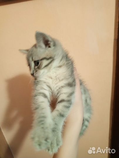 Котенка в добрые руки