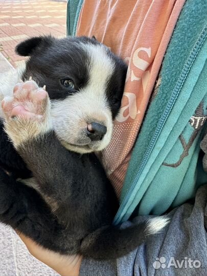 Щенки бесплатно мать хаски отец под )