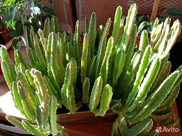 Продам стапелию