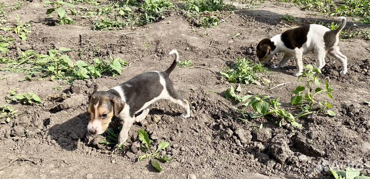 Русская пегая гончая