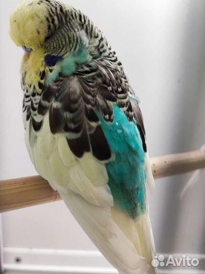 Мододые птенцы и взрослые ввп Чехи на гнездо