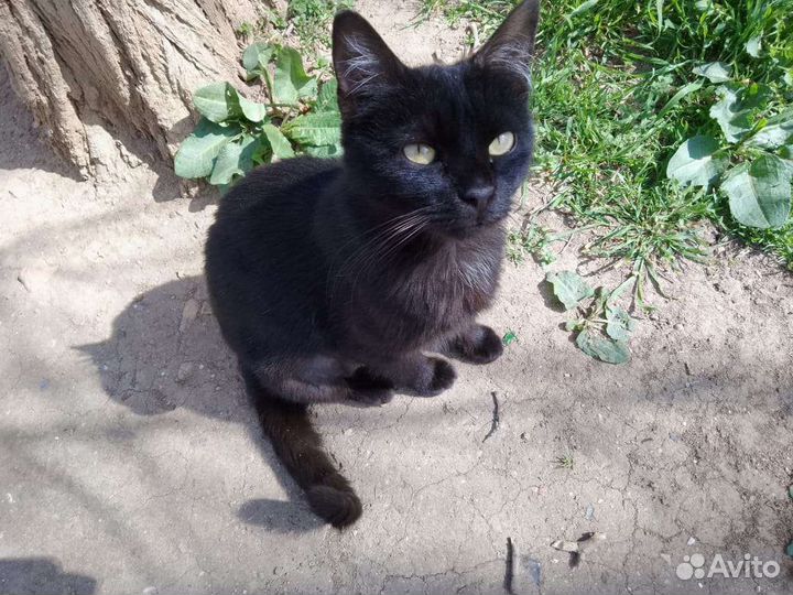 Кошка в дар