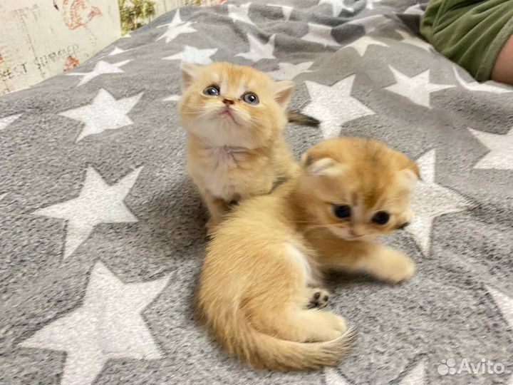 Золотые котята