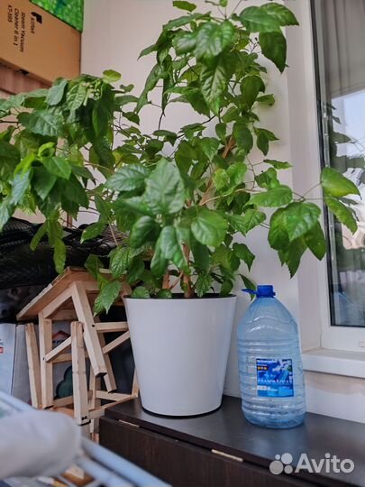 Гибискус китайская роза