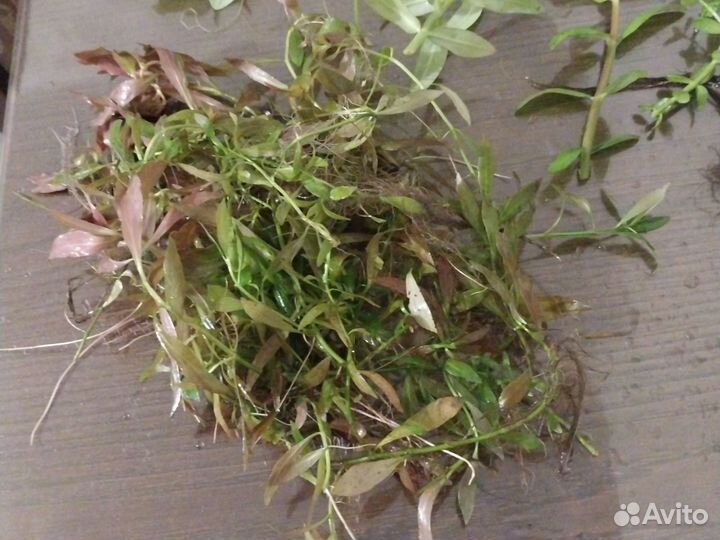 Аквариумные растения прополка