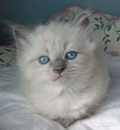 Котята сибирячки из самого сердца Сибири