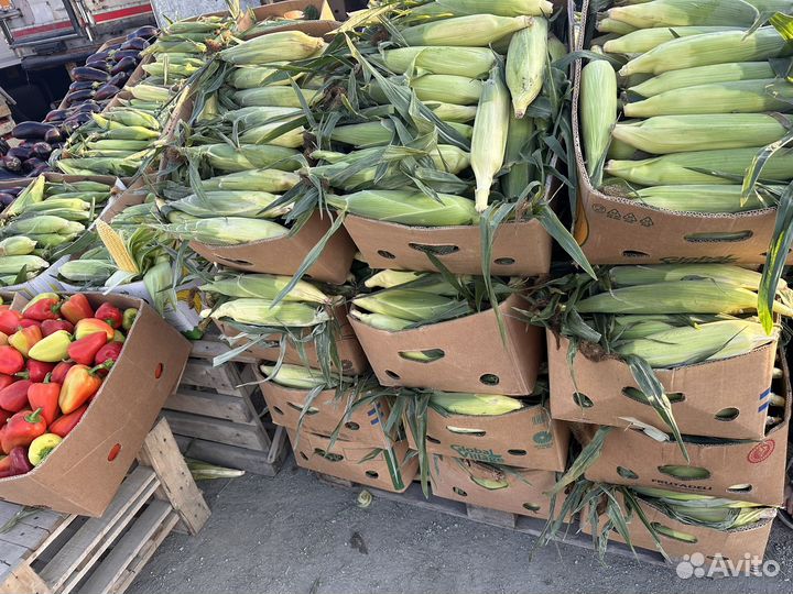 Кукуруза в початках