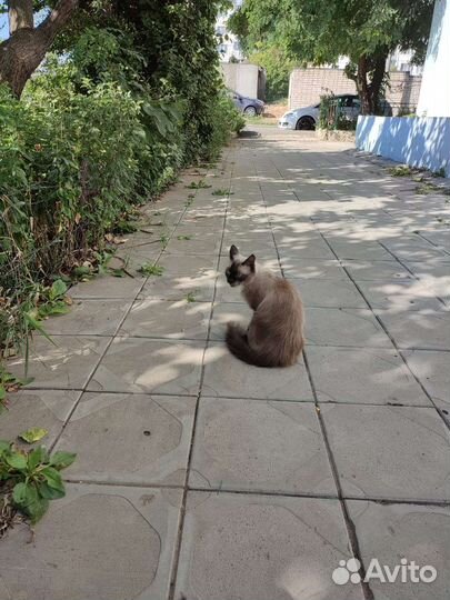 Кошка в дар бесплатно