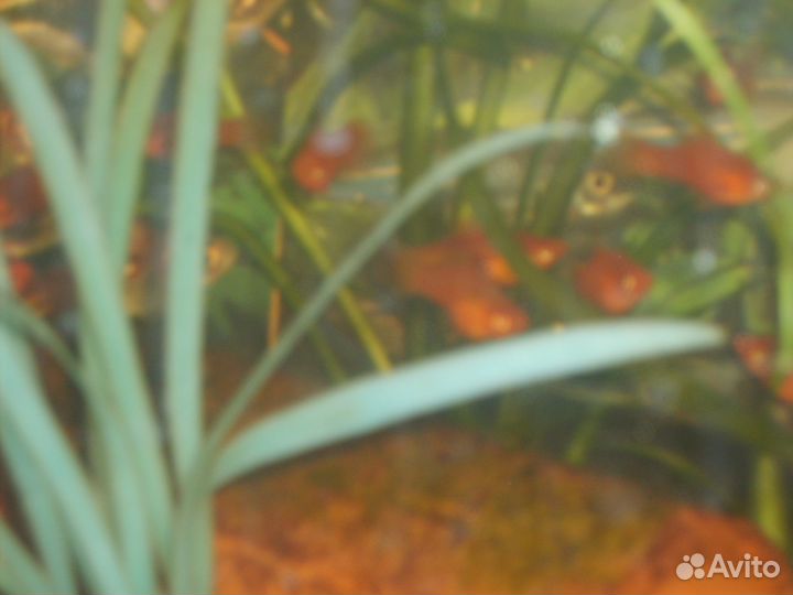 Продаю меченосцев