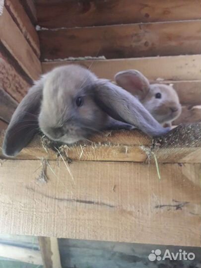 Кролики мясных пород