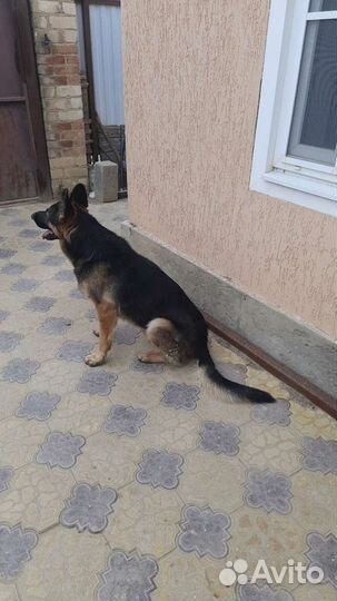 Немецкая овчарка(кобель для вязки)