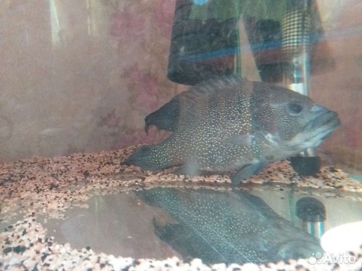 Телапия звездочный