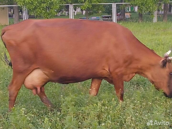 Коровы дойные