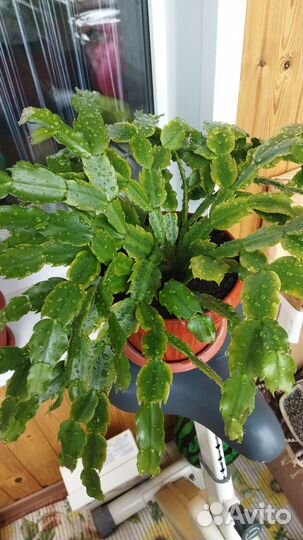 Декабрист шлюмбергера