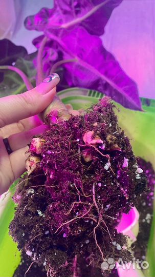 Алоказия Полли клубни