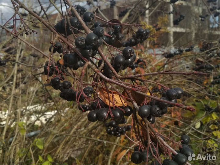 Черноплодная рябина Зеленоград