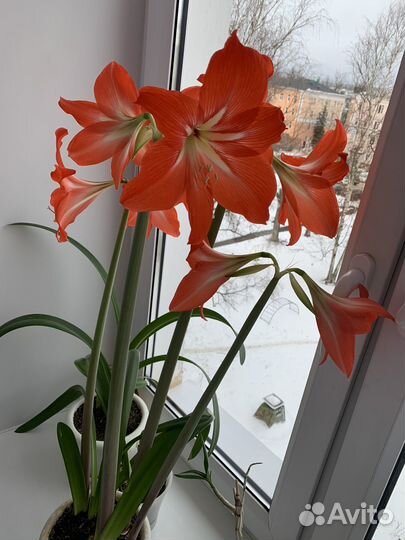 Гиппиаструм