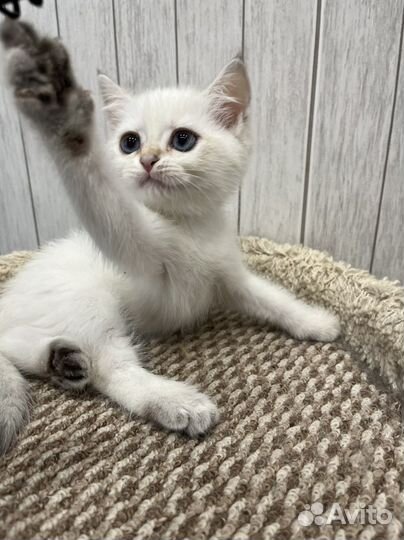 Милашки колор-пойнт