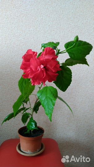 Комнатные цветущие цветы