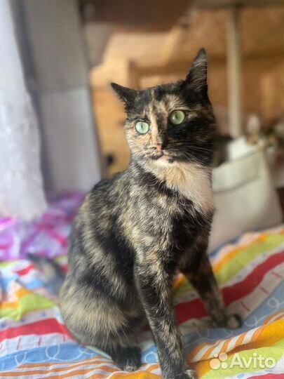 Кошка Челси в дар