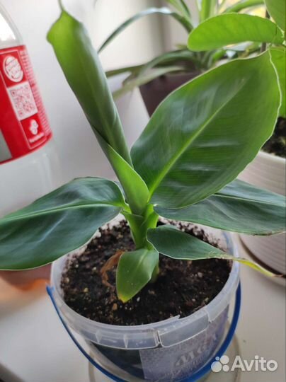 Карликовый банан