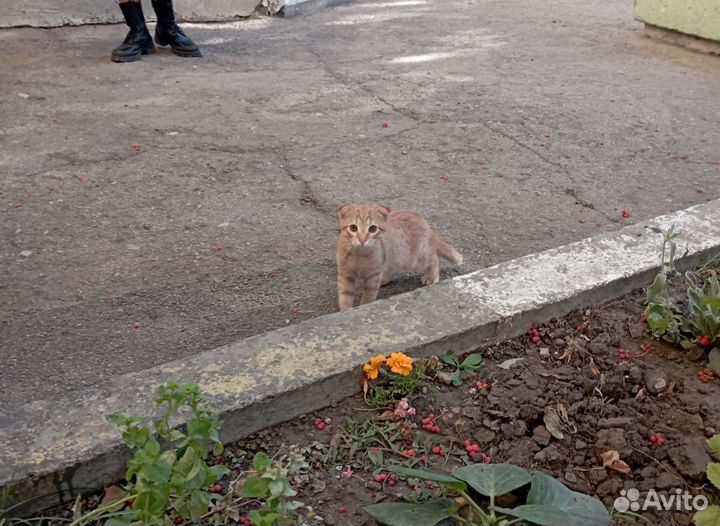 Котята в добрые руки бесплатно