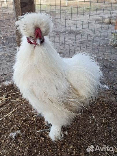 Петух китайский шелковый