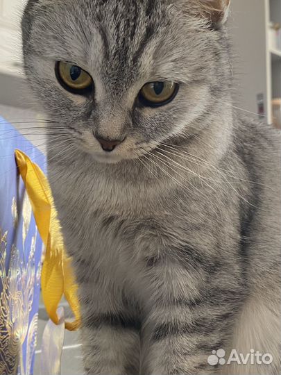 Кошка в дар