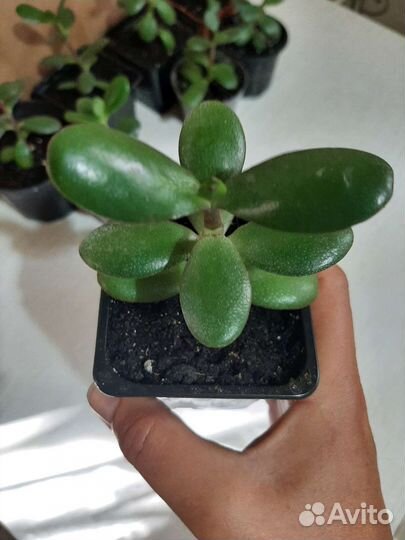 Толстянка денежное дерево