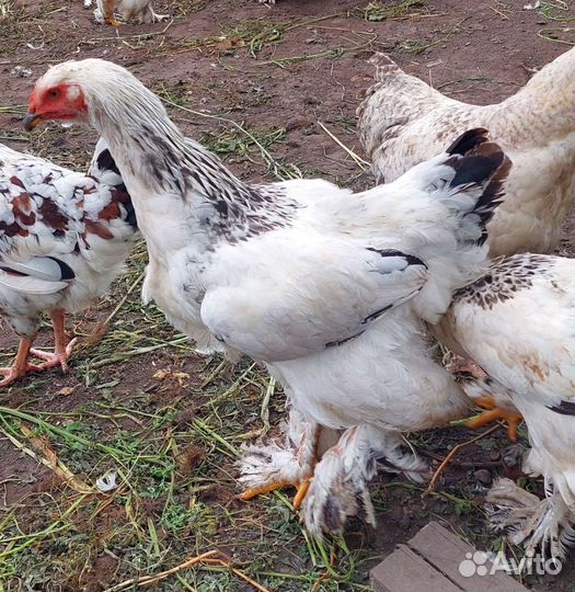 Петушки породистые